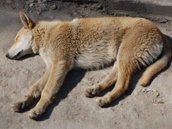 Un chien sauvé des décombres cinq jours après