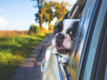 Les chiens ne seraient pas d&rsquo;excellents compagnons de route