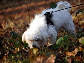 Exposition d&rsquo;un fossile découvert par un chien