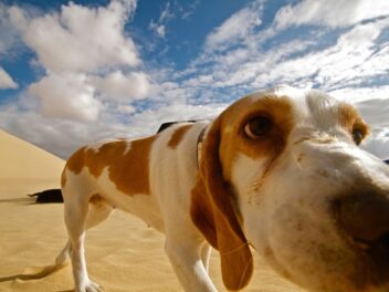 Les vidéos de chiens les plus étonnantes de la semaine