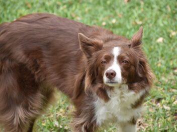 Les chiens de Tchernobyl sont génétiquement distincts
