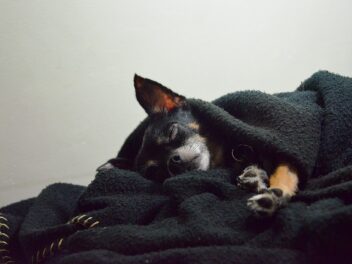 Une étude révèle que les propriétaires de chiens sont plus susceptibles de souffrir de troubles du sommeil