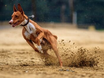 Cet homme a couru des marathons avec ses chiens pendant plus de deux mois.