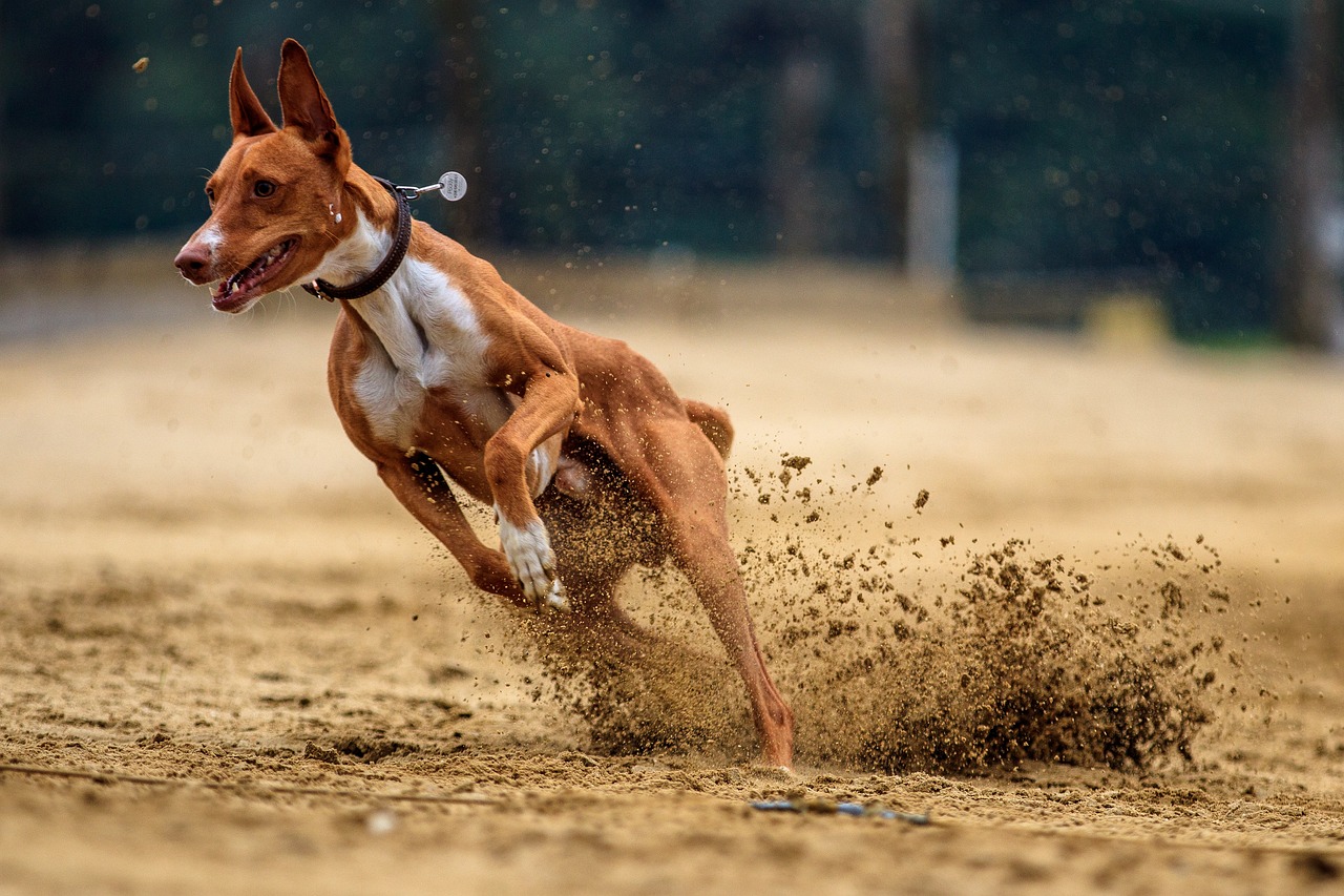 Cet homme a couru des marathons avec ses chiens pendant plus de deux mois.