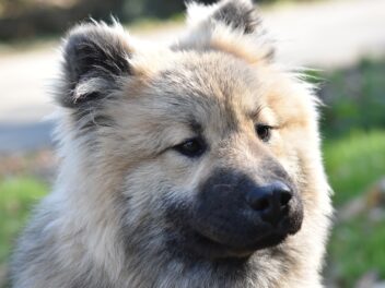 Plus d&rsquo;un mois après, PETA continue de sauver des chiens en Turquie