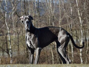 Vive Zeus, le chien le plus grand du monde !