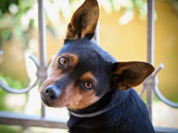 Une étude révèle que la possession d&rsquo;un chien peut améliorer la santé du cerveau