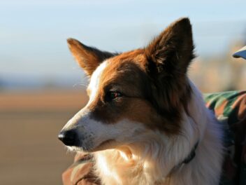 Les avantages et les inconvénients d’emmener son chien au travail