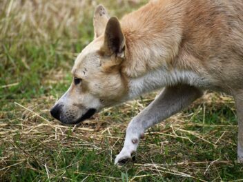 Les chiens renifleurs de cadavres à l&rsquo;origine de percées historiques