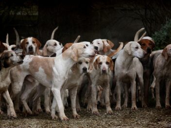 Comment savoir combien de chiens on veut ?