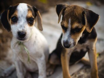 50 noms de chiens créatifs pour les paires de chiots