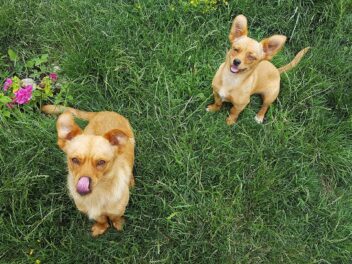 Les vidéos de chiens les plus étonnantes de la semaine