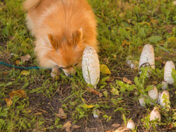 Empoisonnement aux champignons chez les chiens : symptômes, causes et traitements