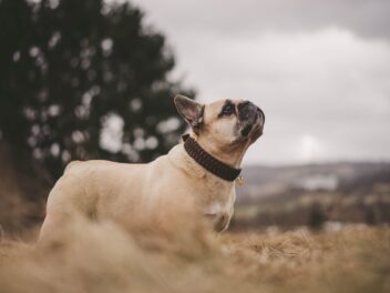 Les célébrités qui ont des bouledogues français