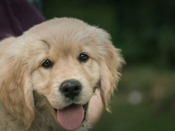 Voici les 8 races de chien qui sont les plus émouvantes