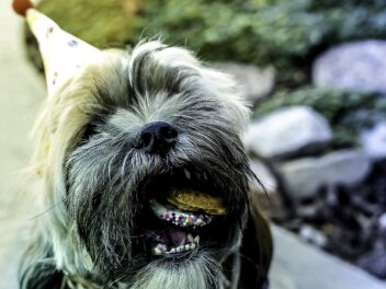 Les chiens célèbres qui ont participé aux mariages de leurs maîtres célèbres