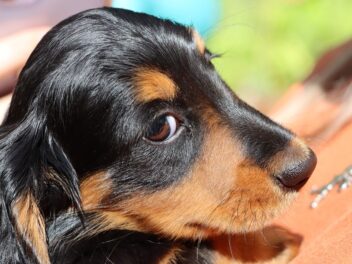 Habituer votre chien à un nouveau bébé