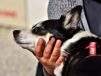 Les 10 races de chien qui ont besoin de beaucoup de douceur
