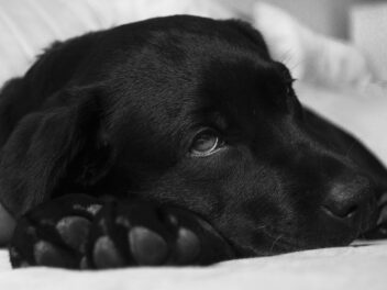Articles ménagers surprenants susceptibles de provoquer un empoisonnement chez les chiens