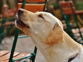 Des moyens efficaces pour faire face à un chien aboyeur