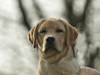 Des chiens policiers protègent les pangolins
