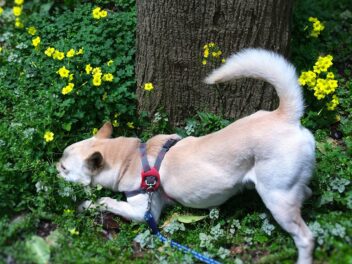 L&rsquo;oncologie comparative sauve des chiens et des humains du cancer