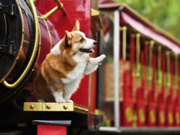 Les différentes espèces de chiens de la famille royale d&rsquo;Angleterre