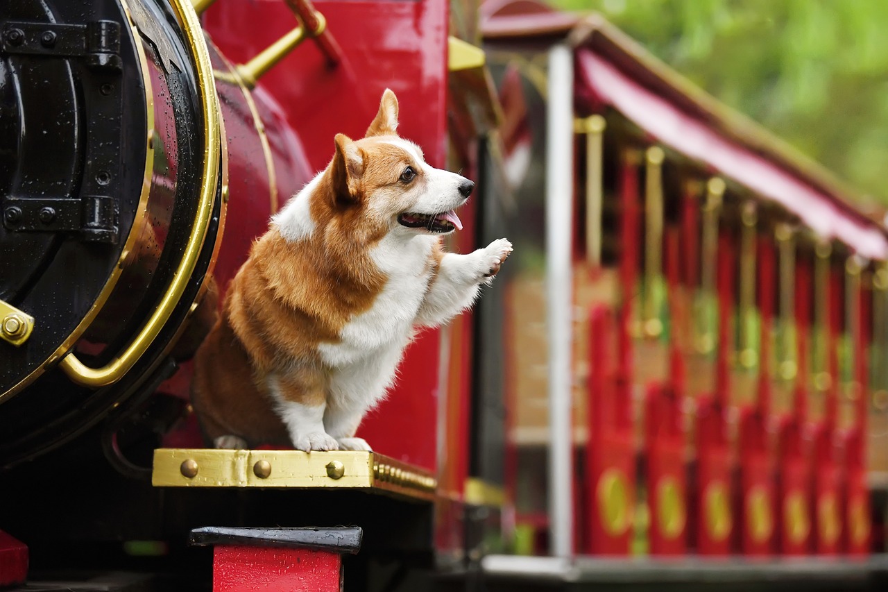 Les différentes espèces de chiens de la famille royale d&rsquo;Angleterre