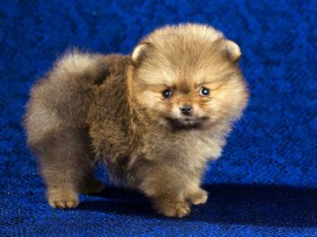 Les 9 races de chien qui vont souvent faire leur intéressante