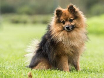 7 races de chien qui sont les plus exaltées