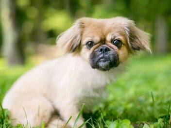 5 races de chien qui supportent bien la séparation