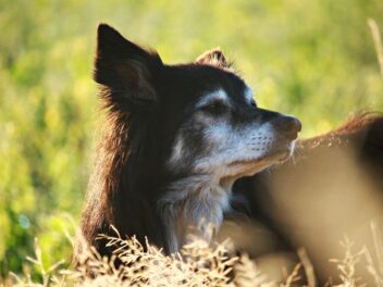 Le record du chien le plus vieux du monde battu