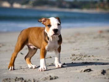 Les 5 principales fausses idées sur les pitbulls