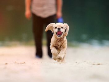 7 races de chien qui ont besoin de beaucoup de fermeté