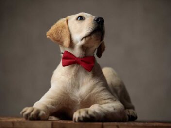 Les 9 races de chien qui sont les plus accommodantes