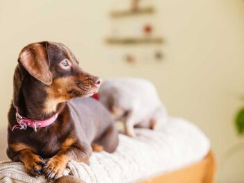 Voici les 7 races de chien qui adorent se faire chouchouter