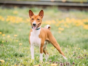 5 races de chien qui adorent la période estivale