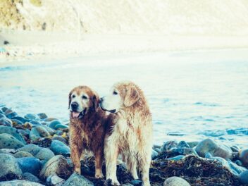 Voici les 7 races de chien qui adorent se baigner