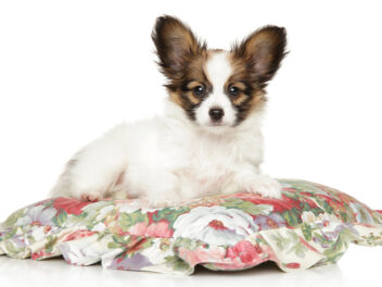 Les 7 races de chien qui adulent beaucoup leur maître