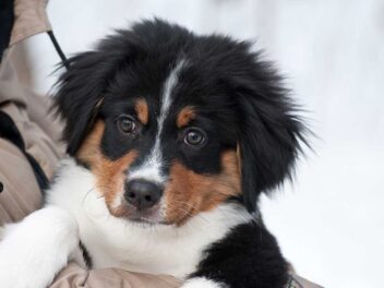 Voici 8 races de chien qui adorent être enlacées