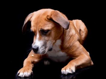 Les 9 races de chien qui n’aiment pas recevoir des ordres