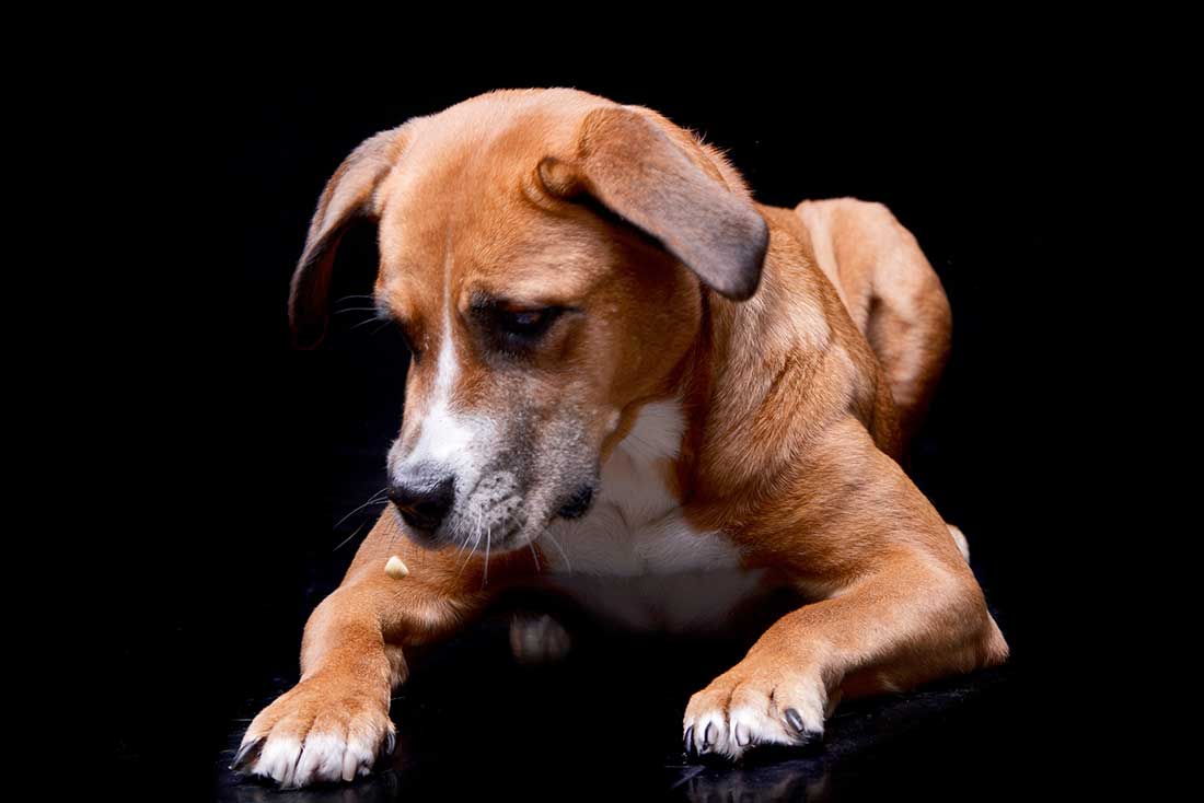 Les 9 races de chien qui n’aiment pas recevoir des ordres