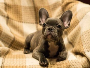 Quelles races de chien n’aiment pas du tout les températures élevées ?