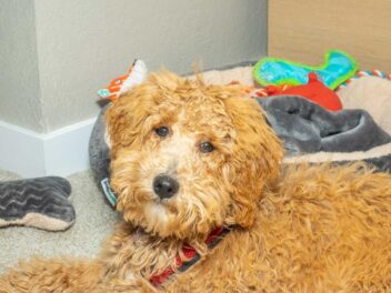 Voici les 9 races de chien qui aiment se faire câliner