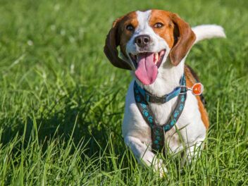 5 races de chien qui aiment se faire entendre