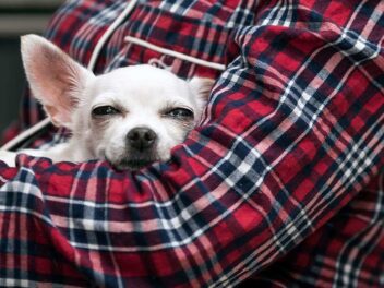 Voici 9 races de chien qui ont besoin de beaucoup de sommeil