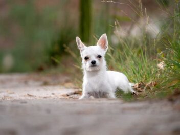 6 races de chien qui sont les plus butées