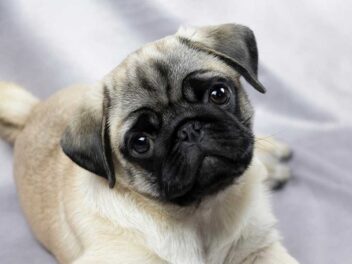 6 races de chien d’un calme olympien