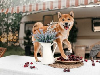 Voici 11 races de chien qui ont un caractère compliqué