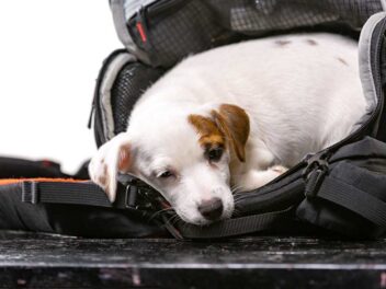 Les 7 races de chien au comportement chaotique